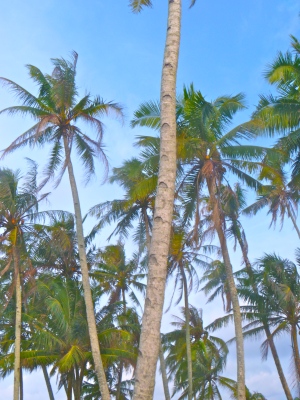 Mentawii Palms