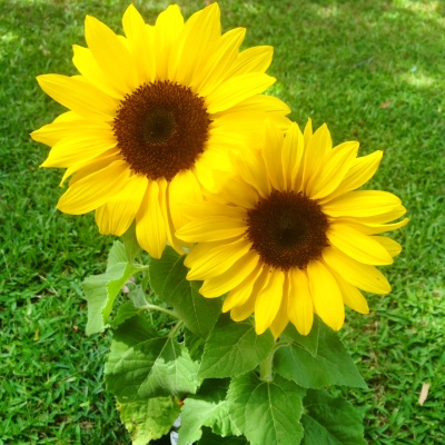 My Sunflowers to remind me of life on the road in Europe